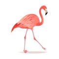 Red and pink flamingo vector illustration. Cool exotic bird walking decorative design elements collection. Flamingo