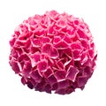 Red pink flower bud of hydrangea isolated on white background Royalty Free Stock Photo