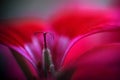 Red Pink Flower Macro Photography Nature Background Royalty Free Stock Photo