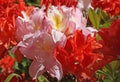 Red and pink flowers of an azalea mollis
