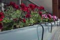 Red and pink flowers on the balcony. Beautiful decor. Close-up Royalty Free Stock Photo