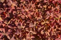 Red-pink flowers, canvas. Textured background.