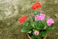 Red and pink flowers in pot Royalty Free Stock Photo