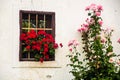 Red and Pink Flowers window and old wall Royalty Free Stock Photo