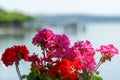 Red and pink geranium flowers Royalty Free Stock Photo