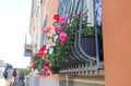 Geranium flowers on the windowsill