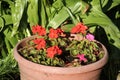 Red and pink geraniums growing in a large pot