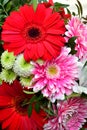 Red and pink gerber flowers Royalty Free Stock Photo