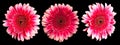 Red with pink gerbera flower on a black background Royalty Free Stock Photo