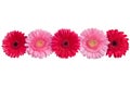 Red and pink gerbera flowers line on white background isolated closeup, gerber flower decorative border, daisies head top view Royalty Free Stock Photo