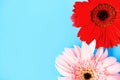 Red and pink gerbera spring flowers summer beautiful blooming on blue Royalty Free Stock Photo