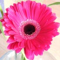 pink gerbera bright flower Royalty Free Stock Photo