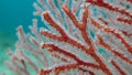 Red pink gorgonian coral close up on the branch to spot and see the polyps out