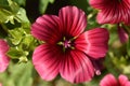 The red, pink and green Vulcan Mallow - Malope Trifida