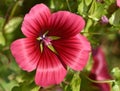 The red, pink and green Vulcan Mallow - Malope Trifida