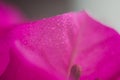 Pink hibiskus petals texture. Bright red hibiscus blossom, close up macro.Magenta color