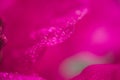 Pink hibiskus petals texture. Bright red hibiscus blossom, close up macro.Magenta color