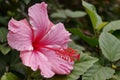 Red and pink Hibiscus flower and green leaves Royalty Free Stock Photo