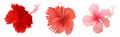 Red and pink hibiscus flower set isolated on white background. Vector illustration Royalty Free Stock Photo