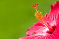 Red and pink hibiscus tropical flower genus Hibiscus macro close-up photo detail with bright intense green out of focus