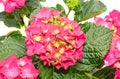 Red and pink Hydrangea flowers, hortensia close up isolated Royalty Free Stock Photo