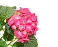 Red and pink Hydrangea flowers, hortensia close up isolated Royalty Free Stock Photo