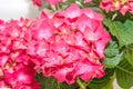 Red and pink Hydrangea flowers, hortensia close up isolated Royalty Free Stock Photo