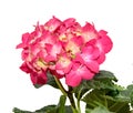 Red and pink Hydrangea flowers, hortensia close up isolated Royalty Free Stock Photo