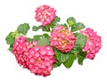 Red and pink Hydrangea flowers, hortensia close up isolated Royalty Free Stock Photo