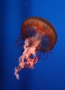 Red-pink jellyfish in an aquarium tank Royalty Free Stock Photo