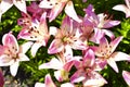 Red and pink Lily flowers in the garden in summer Royalty Free Stock Photo