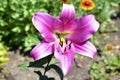 Red and pink Lily flowers in the garden in summer Royalty Free Stock Photo