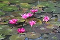 Red-pink lily water blooming