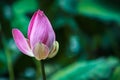 A bud of red pink lotus flower Royalty Free Stock Photo