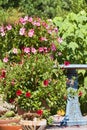 Red and Pink Mandevilla Flower in Pots on Deck by Bird Bath
