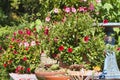 Red and Pink Mandevilla Flower in Pots on Deck by Bird Bath