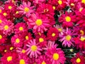 Red and pink Marguerite daisy flowers bunched up