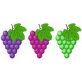 Red, Pink Muscatel and white table grapes, wine grapes. Fresh fruit, flat cartoon vector icon set. Bunch of grapes ripe, juicy Royalty Free Stock Photo