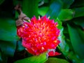 Red, pink and orange alien flower with pointy petals. Surrounded by large green leaves.