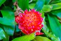 Red, pink and orange alien flower with pointy petals. Surrounded by large green leaves.