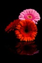 Red Pink Orange Gerbera flower Royalty Free Stock Photo