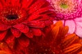 Red Pink Orange Gerbera flower Royalty Free Stock Photo