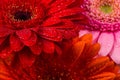 Red Pink Orange Gerbera flower Royalty Free Stock Photo