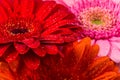 Red Pink Orange Gerbera flower Royalty Free Stock Photo