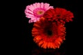 Red Pink Orange Gerbera flower Royalty Free Stock Photo