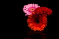 Red Pink Orange Gerbera flower Royalty Free Stock Photo