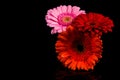 Red Pink Orange Gerbera flower Royalty Free Stock Photo