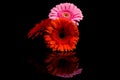 Red Pink Orange Gerbera flower Royalty Free Stock Photo