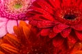 Red Pink Orange Gerbera flower Royalty Free Stock Photo