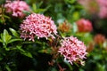 Red pink orange ixora spike flower green leaf rain drop Royalty Free Stock Photo